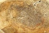 Polished Petrified Wood Round - Sweet Home, Oregon #282953-1